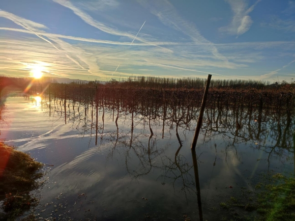 Les champs inondés par le Rhône 