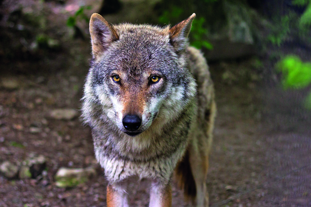 Prélèvements de loups : la FNO veut aller plus loin
