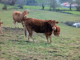 Toujours moins de viande bovine