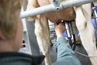 La collecte française de lait de vache au plus bas depuis 2016