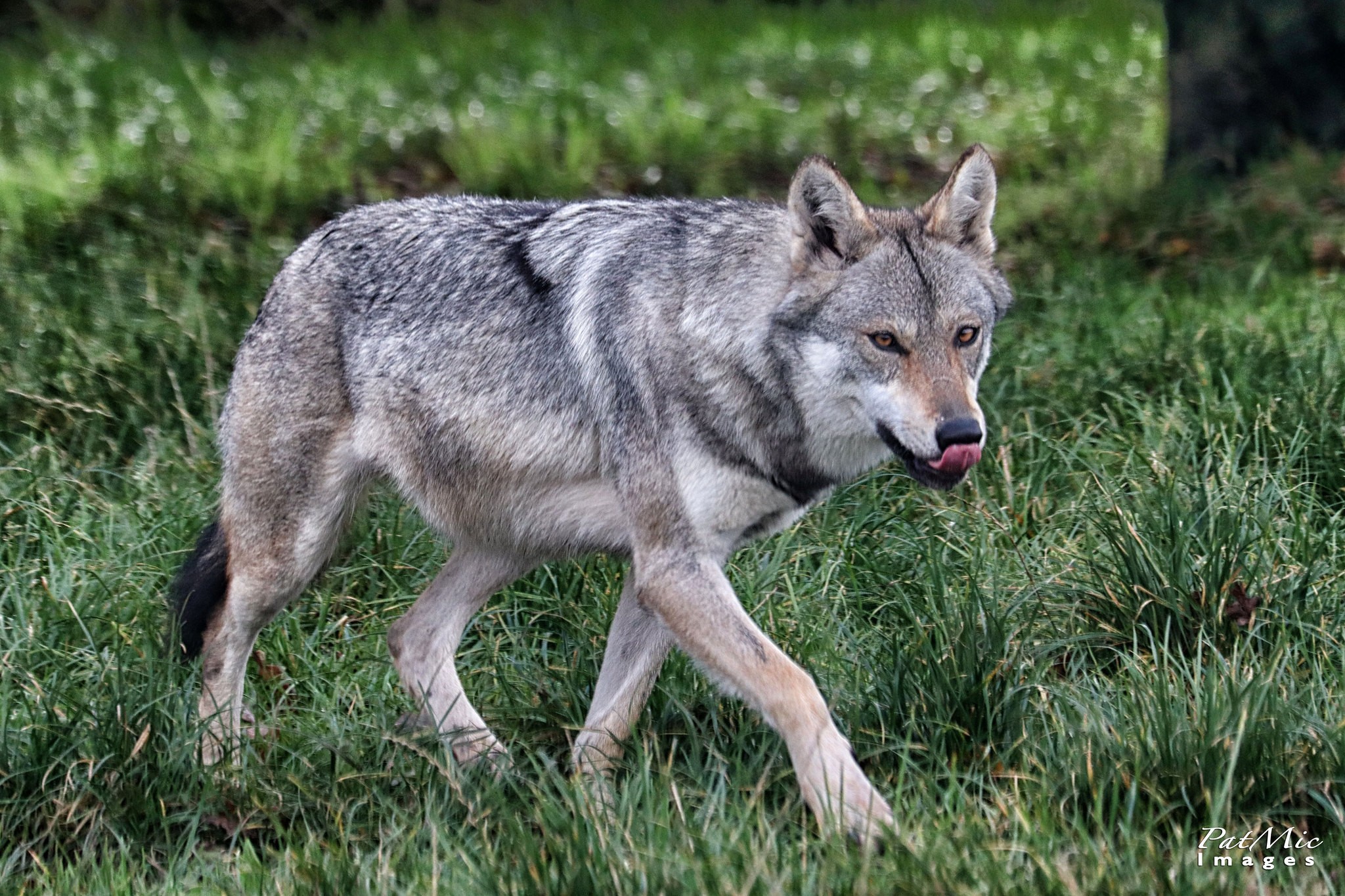 Les loups bientôt à l’étroit dans l’espace alpin européen