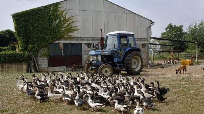 Influenza aviaire : l’Omsa se positionne pour la vaccination