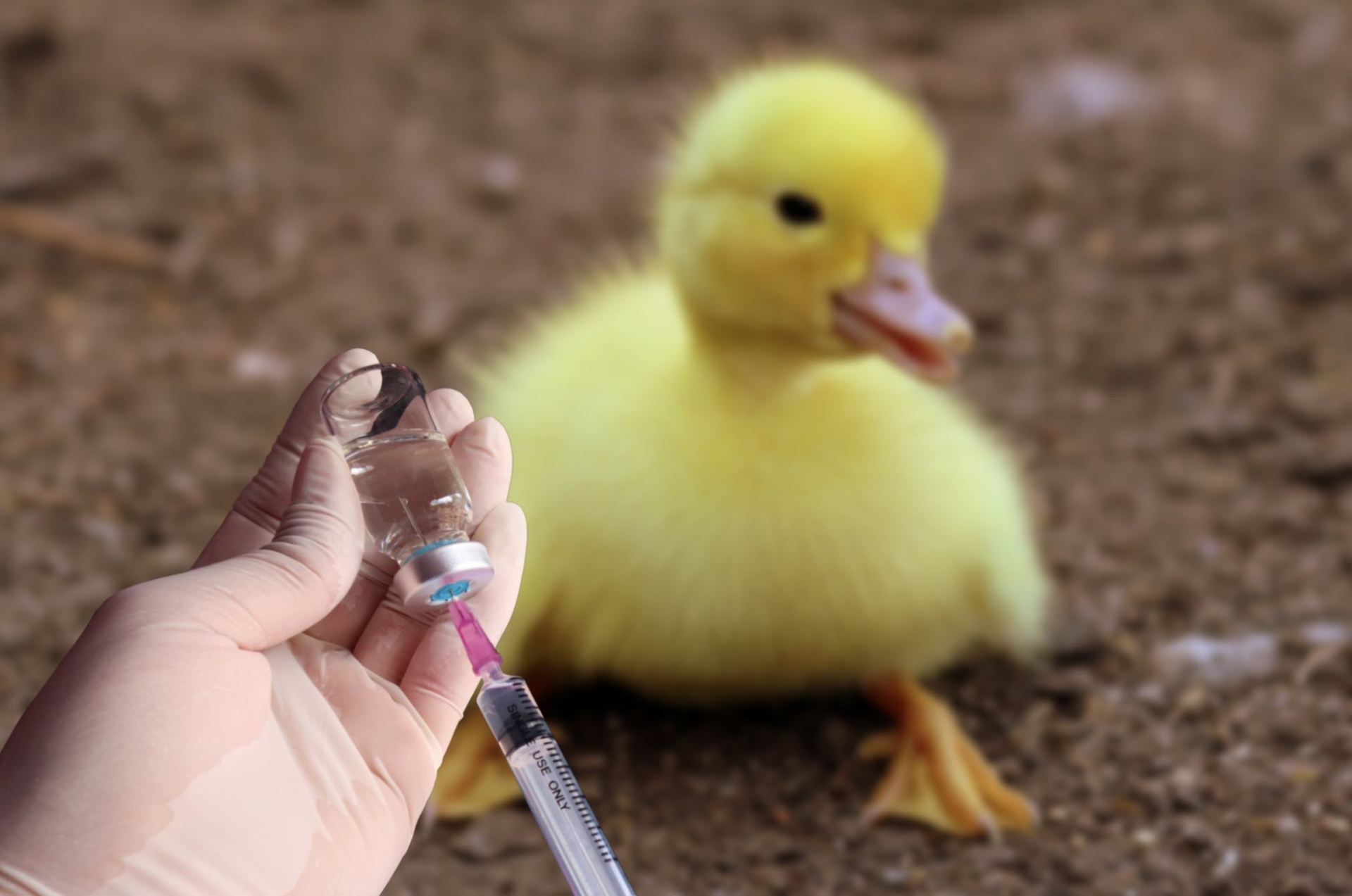 Grippe aviaire : le gouvernement affine sa stratégie vaccinale