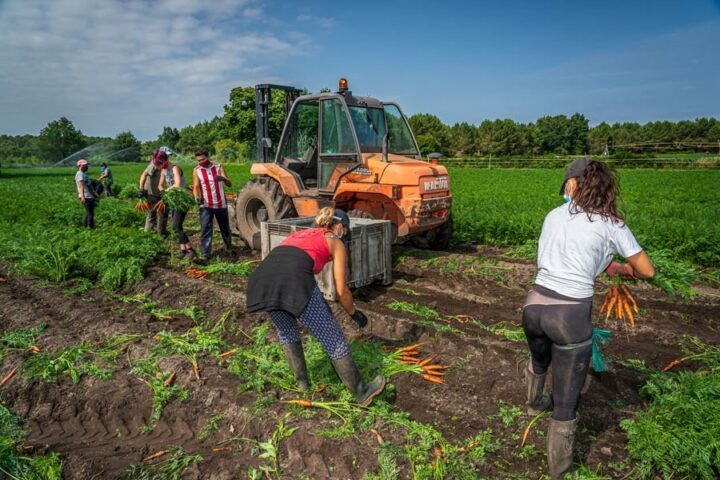 Emploi agricole : légère baisse en 2022