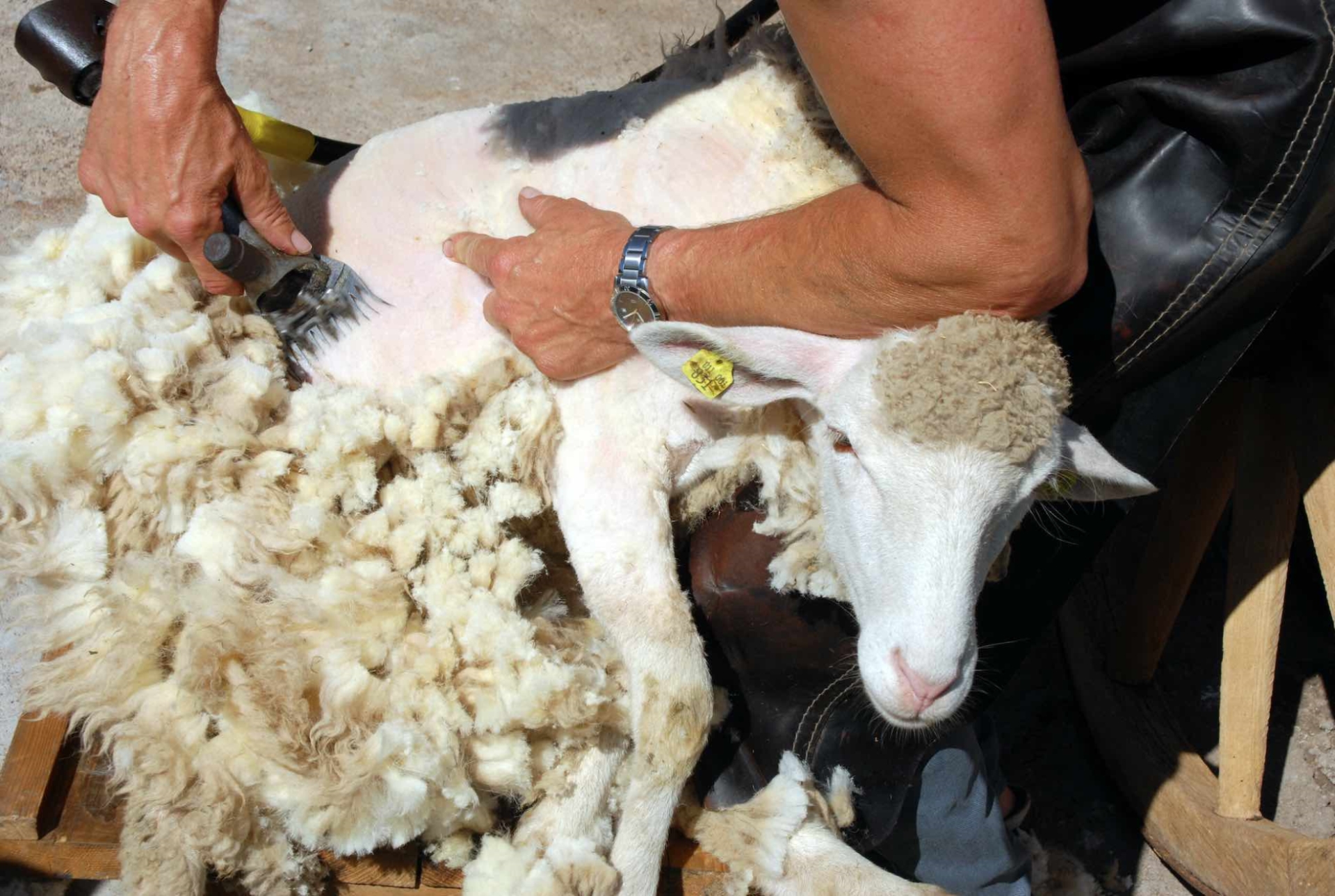 Revaloriser la laine et les peaux ovines