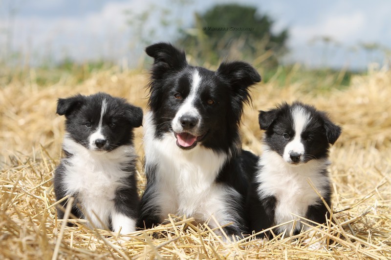 Bien choisir son chien et l’éduquer correctement