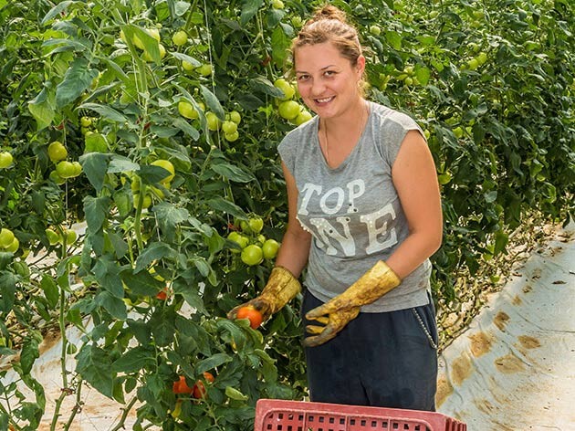 Vers une pérennisation du titre emploi simplifié agricole
