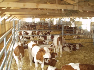 La filière veau veut enrayer la baisse de production