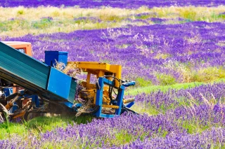 Lavande et lavandin : des récoltes en baisse