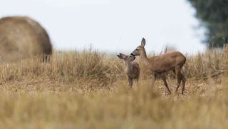 La FNC veut une réforme de l’indemnisation