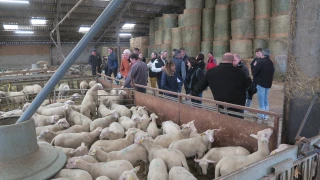 Gae de la Vacheresse