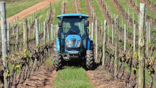 VITICULTURE