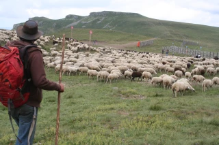 2026, l'Année du pastoralisme
