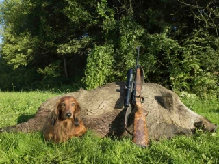 Une marque-label pour relancer la venaison en France