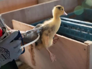 Influenza aviaire : la France passe en niveau de risque « élevé »