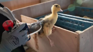 Influenza aviaire : la France passe en niveau de risque « élevé »  