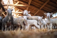 Production ovine, tous les indicateurs dans le rouge 