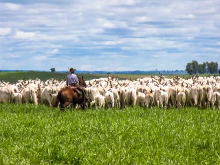 Le Brésil, acteur majeur du marché mondial de viande bovine