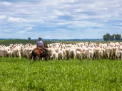 Le Brésil, acteur majeur du marché mondial de viande bovine