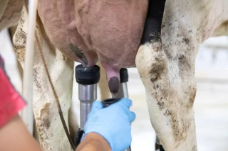 Bovins lait : hausse des mammites cliniques en 2023 et 2024