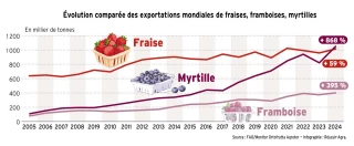 Fruits rouges : les myrtilles nouvelles reines du marché mondial