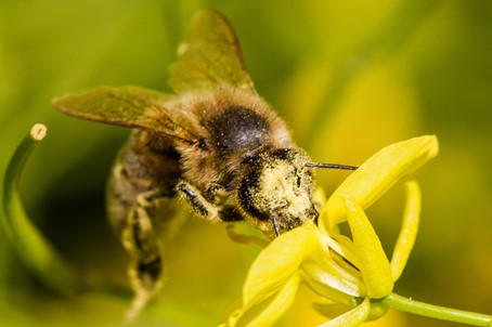 FNSEA : Ne pas opposer apiculteurs et agriculteurs