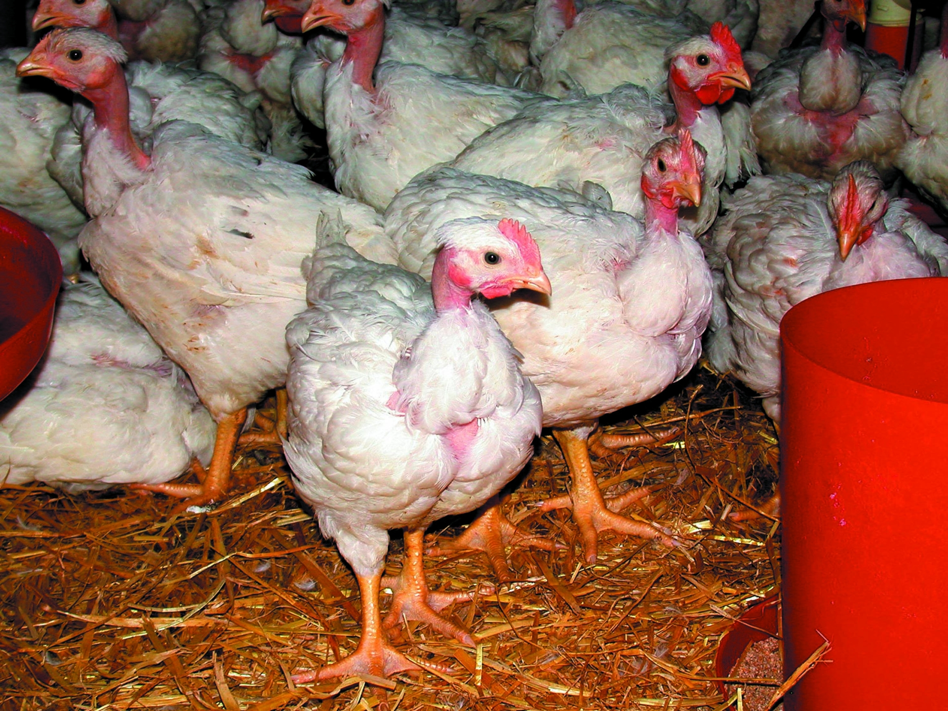 Influenza aviaire : premier cas de l'automne en élevage commercial