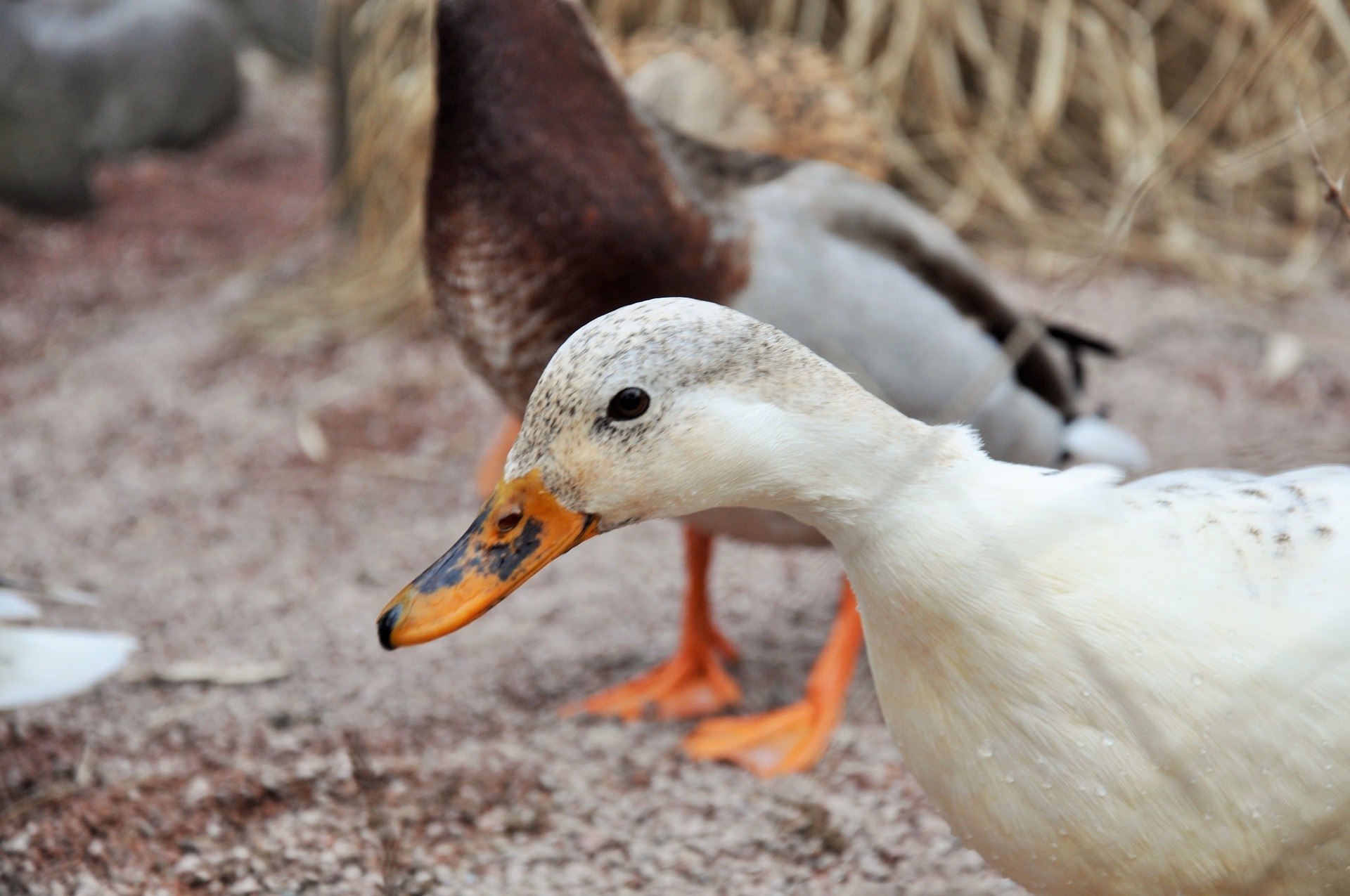 Influenza aviaire : le retour des abattages préventifs