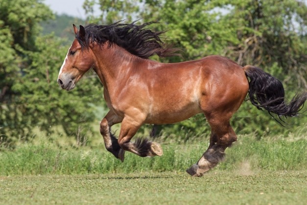 La consommation de viande de cheval est en net repli