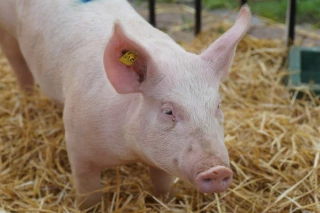 Porcs : Une embellie des cours pour la fin d’année