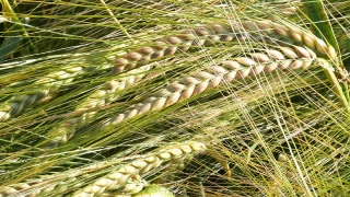 Les céréales rattrapent partiellement leur chute de l'an dernier