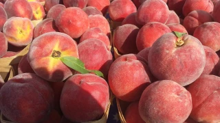 Pêches, nectarines : vers un déficit de production record