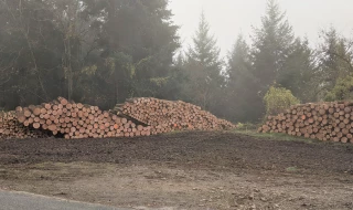 200 M€ pour l’adaptation des forêts au changement climatique