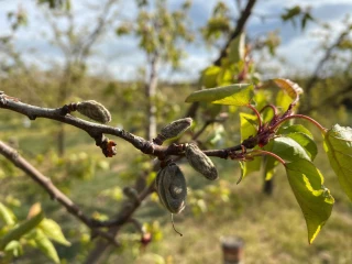 Des aides d’urgence rapides dès la fin de l’été