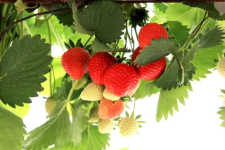 Fraises : pic attendu après Pâques