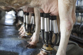 Lait : les eurodéputés appellent  à intervenir