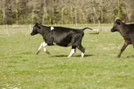 Prairies : la pousse démarre fort