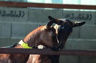 Trouvailles de chevrier : inscriptions avant le 30 juin