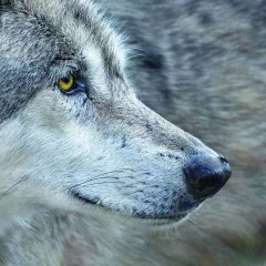 Loup : « L’action de trop »