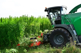 Les produits alimentaires contenant du CBD interdits depuis le 15 mai