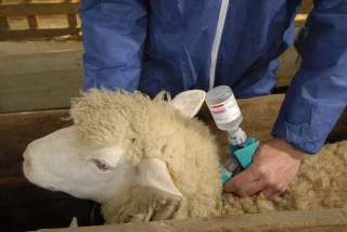 Vaccins FCO-1 : les éleveurs paieront l’acte