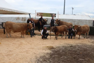 Race aubrac : assurer une promotion individuelle et collective