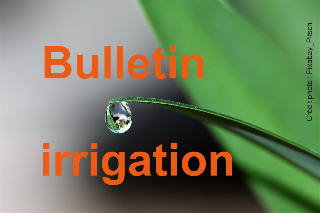Bulletin technique d’irrigation du 15 avril 