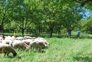 Les moutons pâturent sous les noyers d'Isère