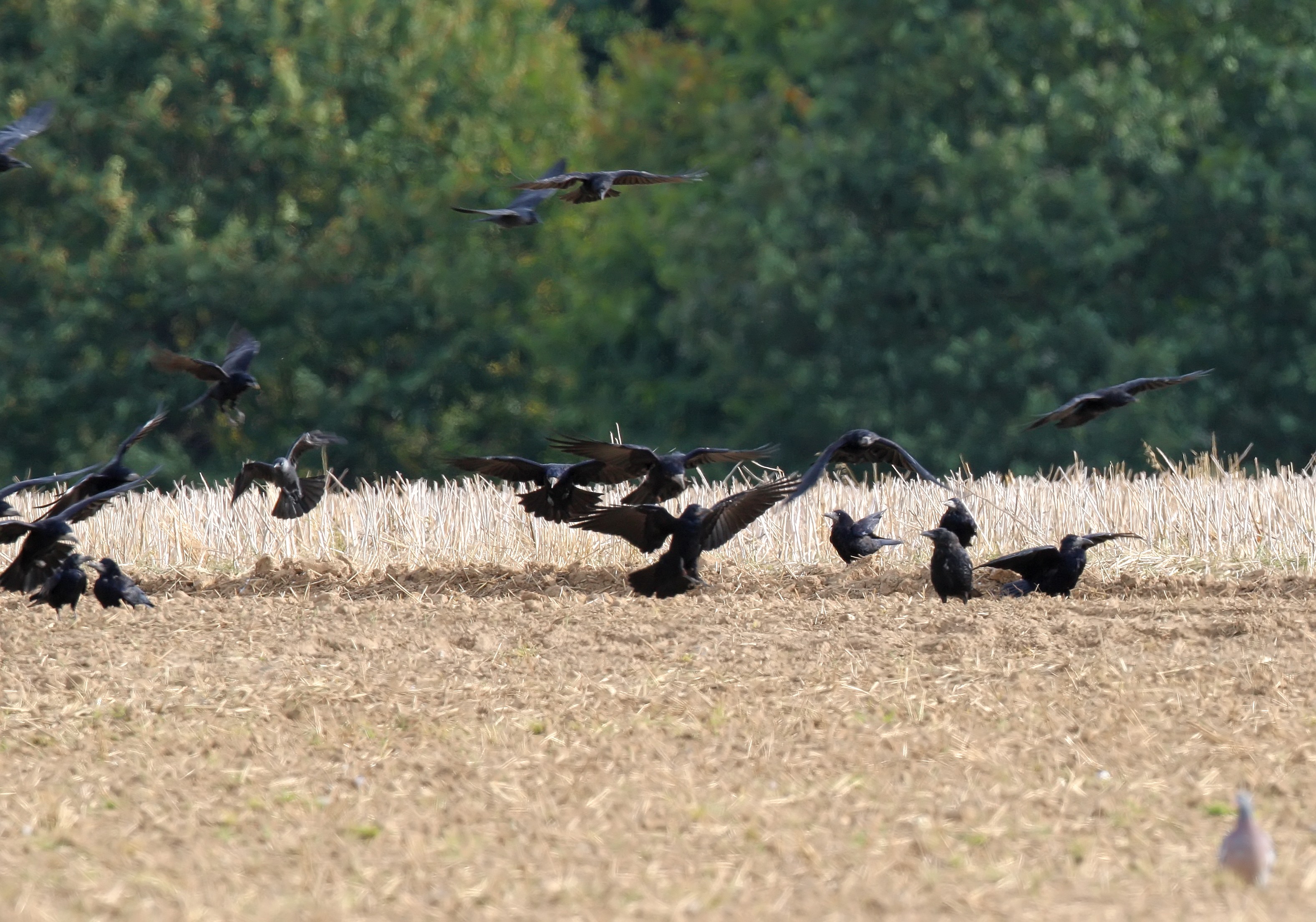 Le monde agricole lance une enquête pour justifier le classement de certains animaux comme " Espèce susceptible d'occasionner des dégâts "