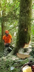 Enquête au coeur de la forêt