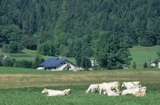 Les parlementaires montagnards signent une tribune en soutien aux éleveurs