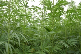Chanvre : des parlementaires prônent l'assouplissement des taux de THC