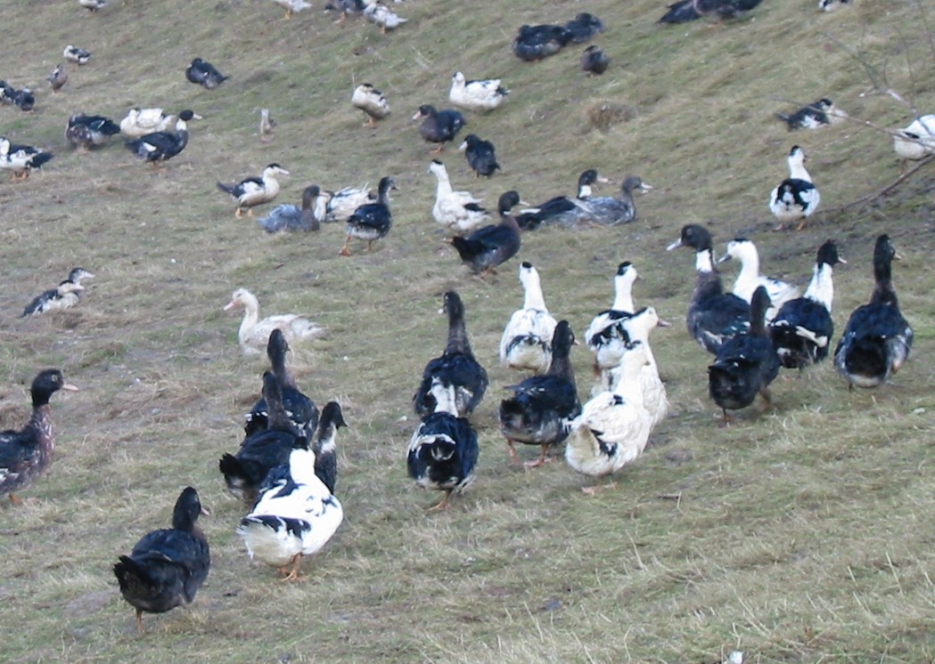 Influenza aviaire : Forte suspicion dans un élevage de canards landais