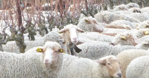 Rencontre technique ovine à Etoile-sur-Rhône le 4 mars